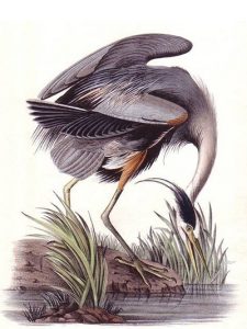 John James Audubon,
North American Bird Lithographs, State Historical Society of Missouri