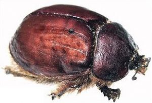 Cochineal Beetle Specimen