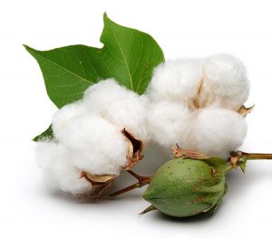 cotton boles